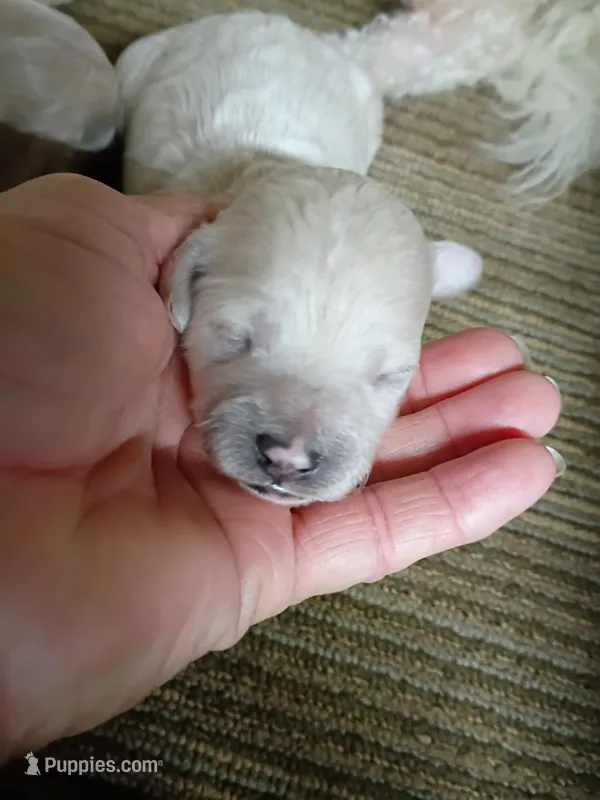 Poo-chon boy – Bichpoo puppy for sale in Spraggs, PA
