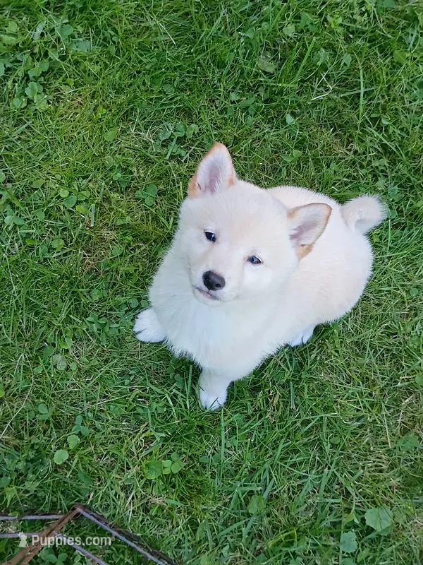 Cream little. Ready now ! – Shiba Inu puppy for sale in Spraggs, PA