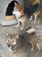 Pregnant , a female Shiba Inu for sale in Spraggs, PA – 3 of 4