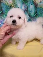 Bichon Boy Ready now !, a male Bichon Frise for sale in Spraggs, PA – 3 of 9