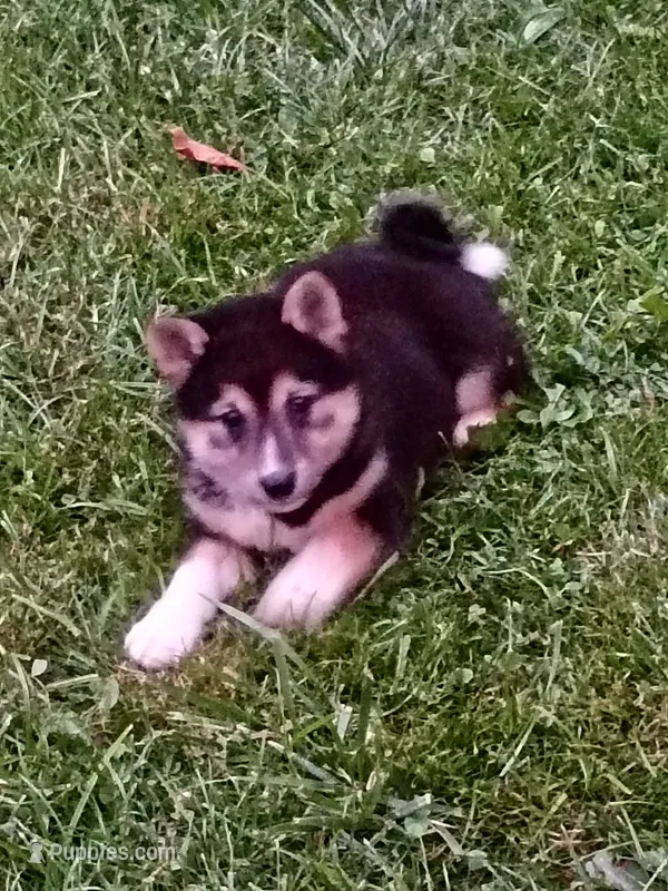 Sesame boy – Shiba Inu puppy for sale in Spraggs, PA