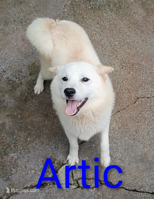 Artic – Shiba Inu puppy for sale in Spraggs, PA