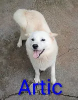 Artic, a male Shiba Inu for sale in Spraggs, PA – 1 of 3