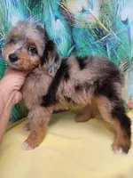 Blueboy Ready now !, a male Miniature Aussiedoodle for sale in Spraggs, PA – 6 of 9