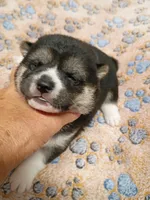 3 weeks old, a female Shiba Inu for sale in Spraggs, PA – 3 of 7