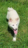 Cream little. Ready now !, a male Shiba Inu for sale in Spraggs, PA – 6 of 9