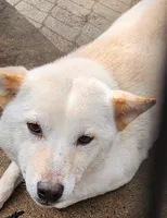 Kara ready now , a female Shiba Inu for sale in Spraggs, PA – 1 of 8