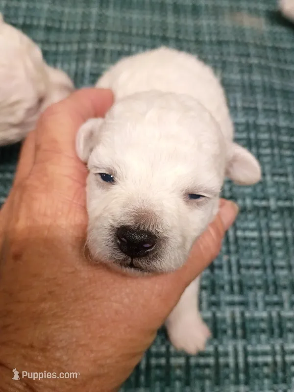 Bichon Boy – Bichon Frise puppy for sale in Spraggs, PA