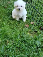 Tiny Toy Girl, a female Bichon Frise for sale in Spraggs, PA – 5 of 7