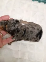 Sweet little Toy , a female Miniature Aussiedoodle for sale in Spraggs, PA – 2 of 2