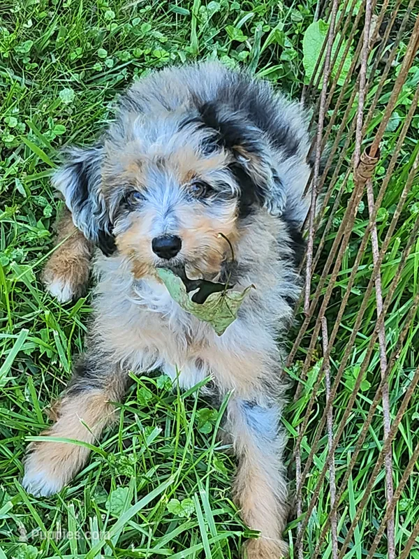 Blueboy Ready now ! – Miniature Aussiedoodle puppy for sale in Spraggs, PA