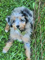 Small mini Blueboy Ready now !, a male Miniature Aussiedoodle for sale in Spraggs, PA – 4 of 9