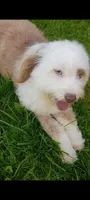 Small Aussie doodle, Ready now , a female Miniature Aussiedoodle for sale in Spraggs, PA – 2 of 8