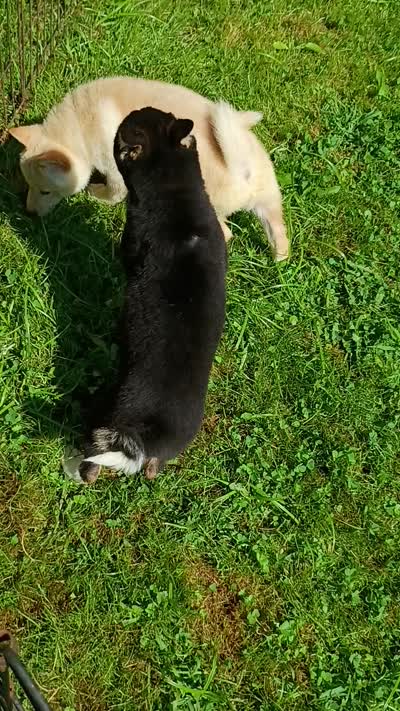 Toy Girl,  super sweet !, a female Shiba Inu for sale in Spraggs, PA – 9 of 9