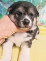 Ready October 20th, a female Shiba Inu for sale in Spraggs, PA – 7 of 9
