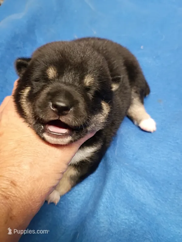 Two weeks old – Shiba Inu puppy for sale in Spraggs, PA