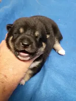 Two weeks old, a female Shiba Inu for sale in Spraggs, PA – 1 of 7