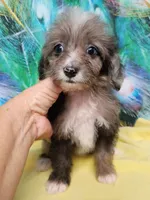 Toy Aussie Doodle girl Ready !, a female Miniature Aussiedoodle for sale in Spraggs, PA – 5 of 9