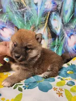 Red Meme, Tinyest !, a male Shiba Inu for sale in Spraggs, PA – 6 of 6