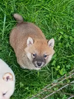 Red Meme, Ready now  !0, a male Shiba Inu for sale in Spraggs, PA – 2 of 9