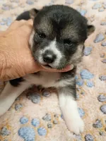 3 weeks old, a female Shiba Inu for sale in Spraggs, PA – 2 of 7