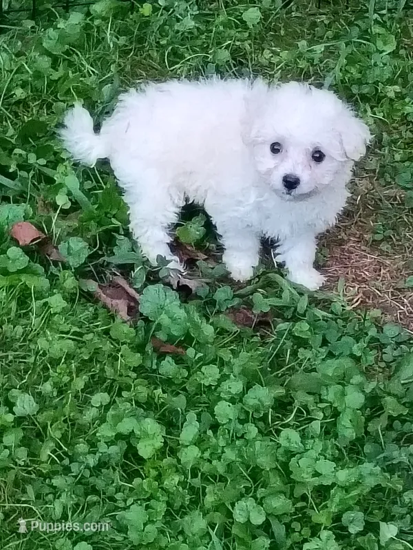 Toy size Bichon girl – Bichon Frise puppy for sale in Spraggs, PA