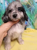 Small Aussie doodle Ready now !, a female Miniature Aussiedoodle for sale in Spraggs, PA – 4 of 8