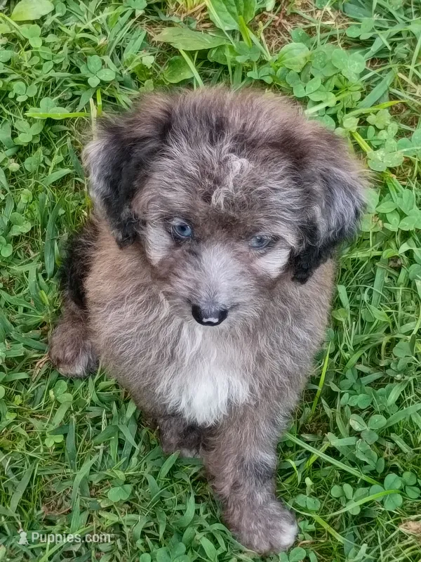Mini blue eyes Boy Ready – Miniature Aussiedoodle puppy for sale in Spraggs, PA