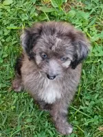 Mini blue eyes Boy Ready, a male Miniature Aussiedoodle for sale in Spraggs, PA – 1 of 10
