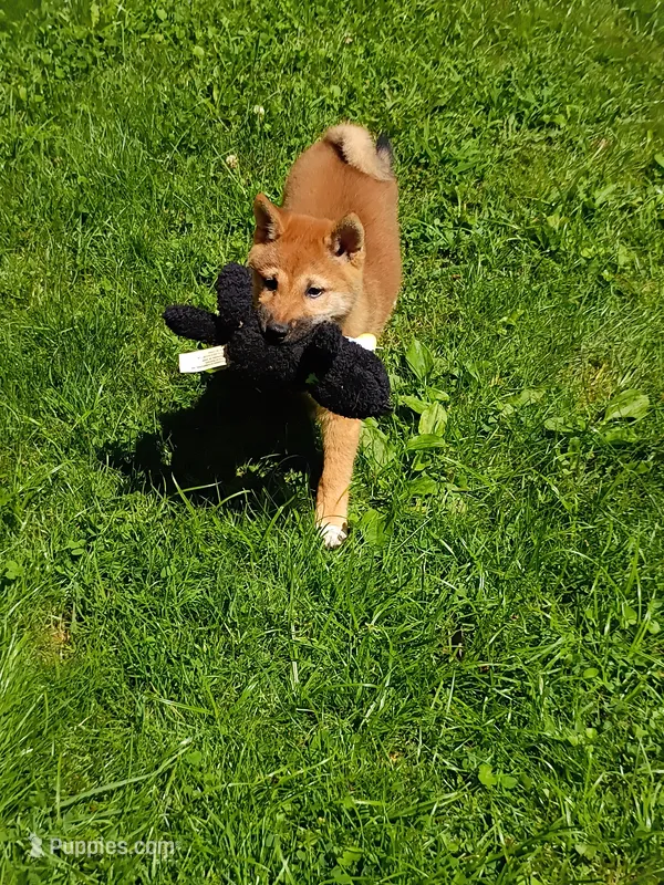 Red Sesame. Ready now ! – Shiba Inu puppy for sale in Spraggs, PA