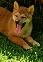 Red Male, Ready now  !, a male Shiba Inu for sale in Spraggs, PA – 4 of 7