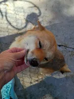 12 lb Toy/Meme Adult , a female Shiba Inu for sale in Spraggs, PA – 7 of 7
