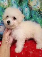 Toy size Bichon girl, a female Bichon Frise for sale in Spraggs, PA – 9 of 10