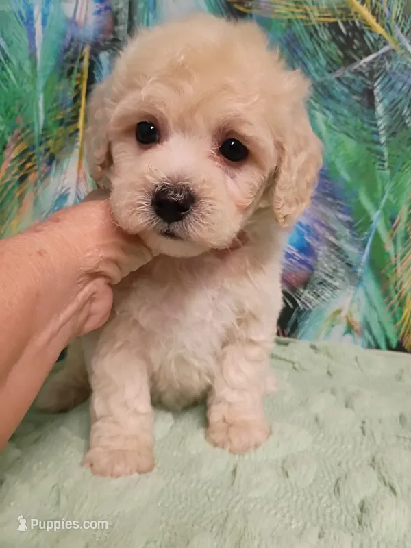 Poochon boy – Poochon puppy for sale in Spraggs, PA