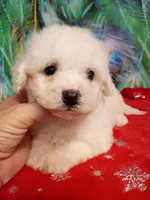 Bichon Lady Ready, a female Bichon Frise for sale in Spraggs, PA – 6 of 8