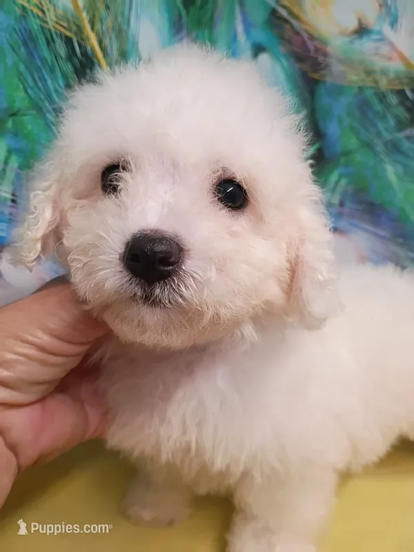 Bichon Lady Ready – Bichon Frise puppy for sale in Spraggs, PA