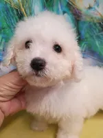 Bichon Lady Ready, a female Bichon Frise for sale in Spraggs, PA – 1 of 8