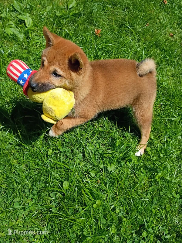 Red Sesame. Ready now ! – Shiba Inu puppy for sale in Spraggs, PA