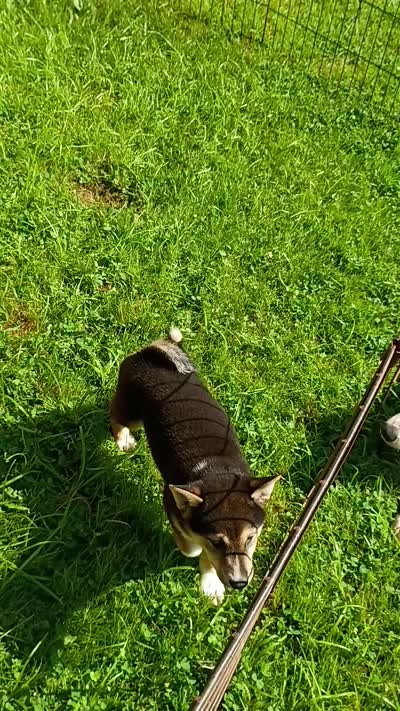 Black sesame , a male Shiba Inu for sale in Spraggs, PA – 5 of 5