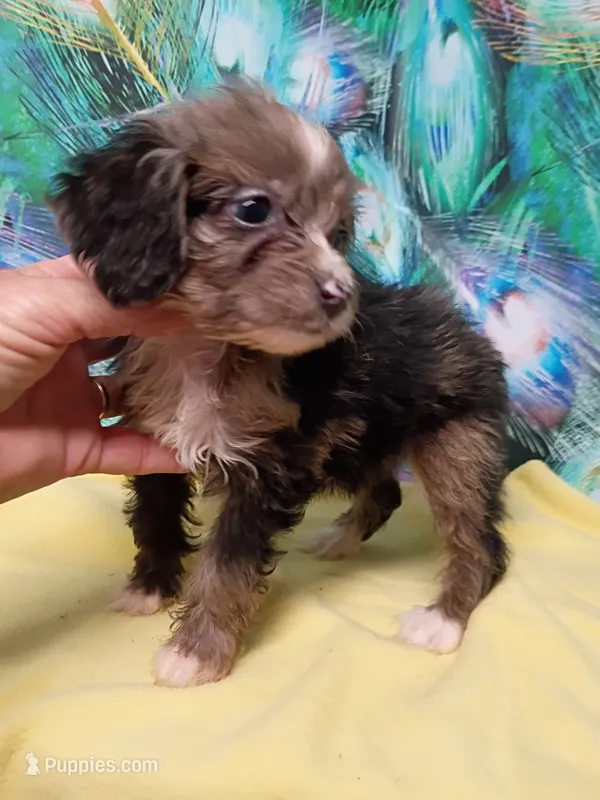 Toy Aussie Doodle girl – Miniature Aussiedoodle puppy for sale in Spraggs, PA