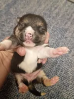 Toy/Meme Boy, a male Shiba Inu for sale in Spraggs, PA – Photo 3 of 5