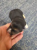 Toy/Meme Boy, a male Shiba Inu for sale in Spraggs, PA – Photo 2 of 5