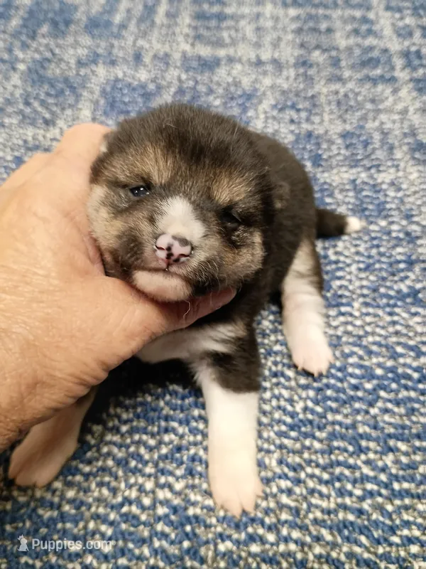 Toy/Meme Boy – Shiba Inu puppy for sale in Spraggs, PA