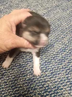 Toy/Meme Boy, a male Shiba Inu for sale in Spraggs, PA – Photo 5 of 5