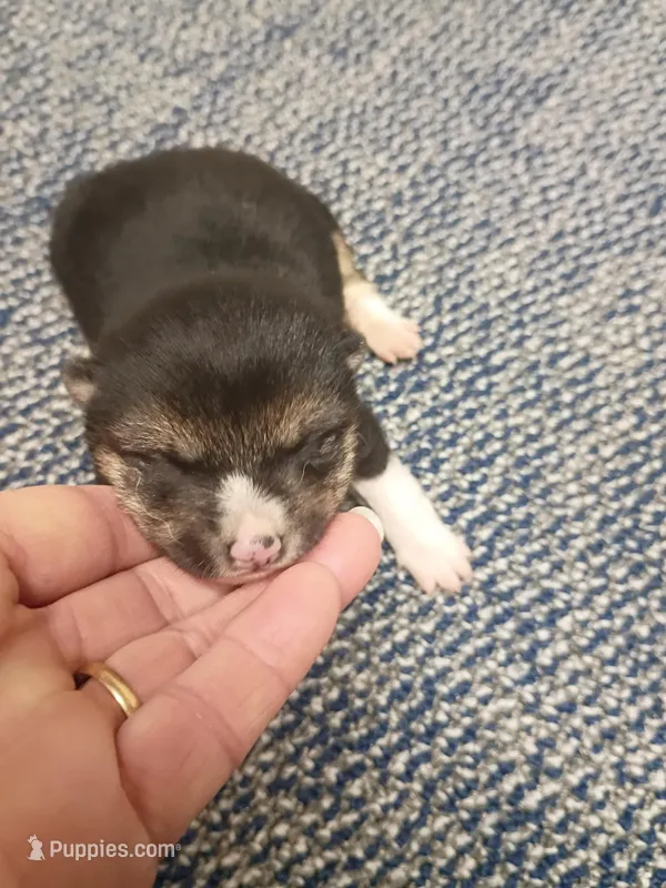 Toy/Meme Boy – Shiba Inu puppy for sale in Spraggs, PA