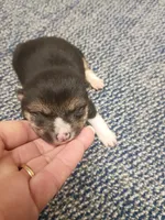 Toy/Meme Boy, a male Shiba Inu for sale in Spraggs, PA – Photo 1 of 5