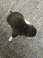 Toy/Meme Boy, a male Shiba Inu for sale in Spraggs, PA – Photo 4 of 5