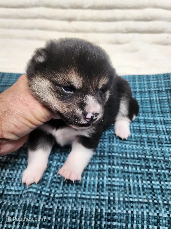 Toy/Meme Boy – Shiba Inu puppy for sale in Spraggs, PA