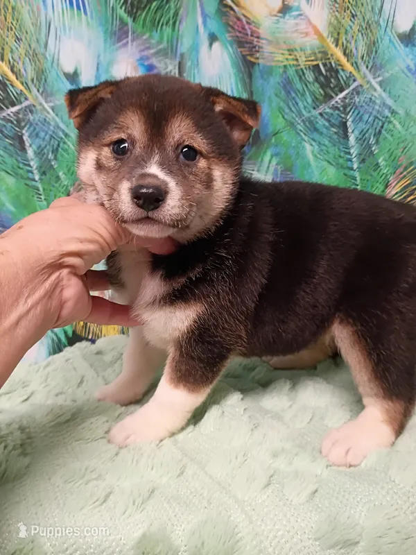 Ready October 20th – Shiba Inu puppy for sale in Spraggs, PA