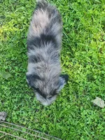 Small Mini blue eyes , a male Miniature Aussiedoodle for sale in Spraggs, PA – 7 of 10